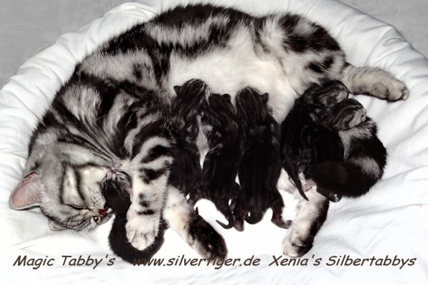 BKH-BSH-Kitten Wurf Magic-Tabbys-Silver-Xenia-Silvertabby-Babys-2012